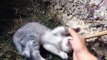 Cute little kittens - CUTENESS OVERLOAD (2)