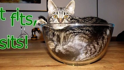 If it fits, I sits - Funny and cute animal compilation (2)