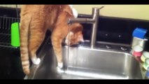 Funny Cats Videos Vines Complications Cute Kitty Try Not To Laugh 2015 HD #02