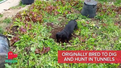 BREED BREAKDOWN DACHSHUND aka The Weiner Dog