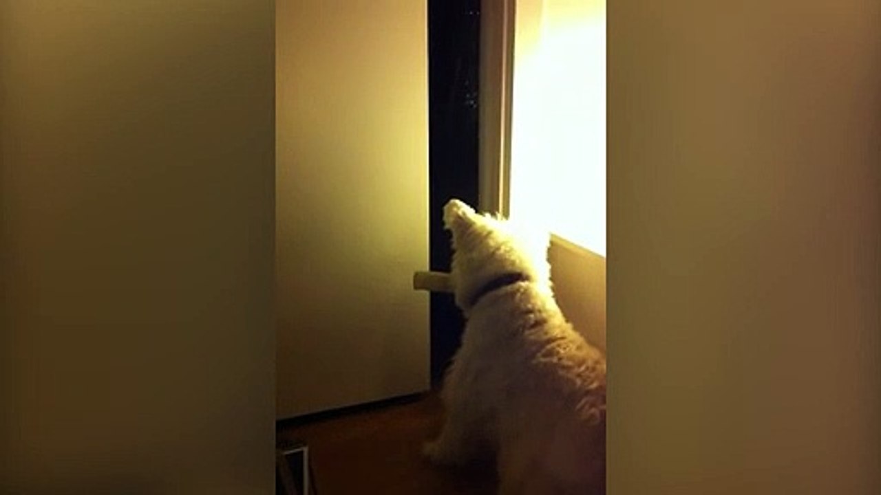Dog Cant Fit Bone Through Door