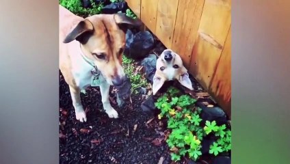 Hump Day Blues   Animals Stuck in a Rut