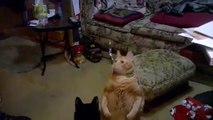 Fat Cats for Fat Tuesday Funniest Fat Cats, Clips & Compilation