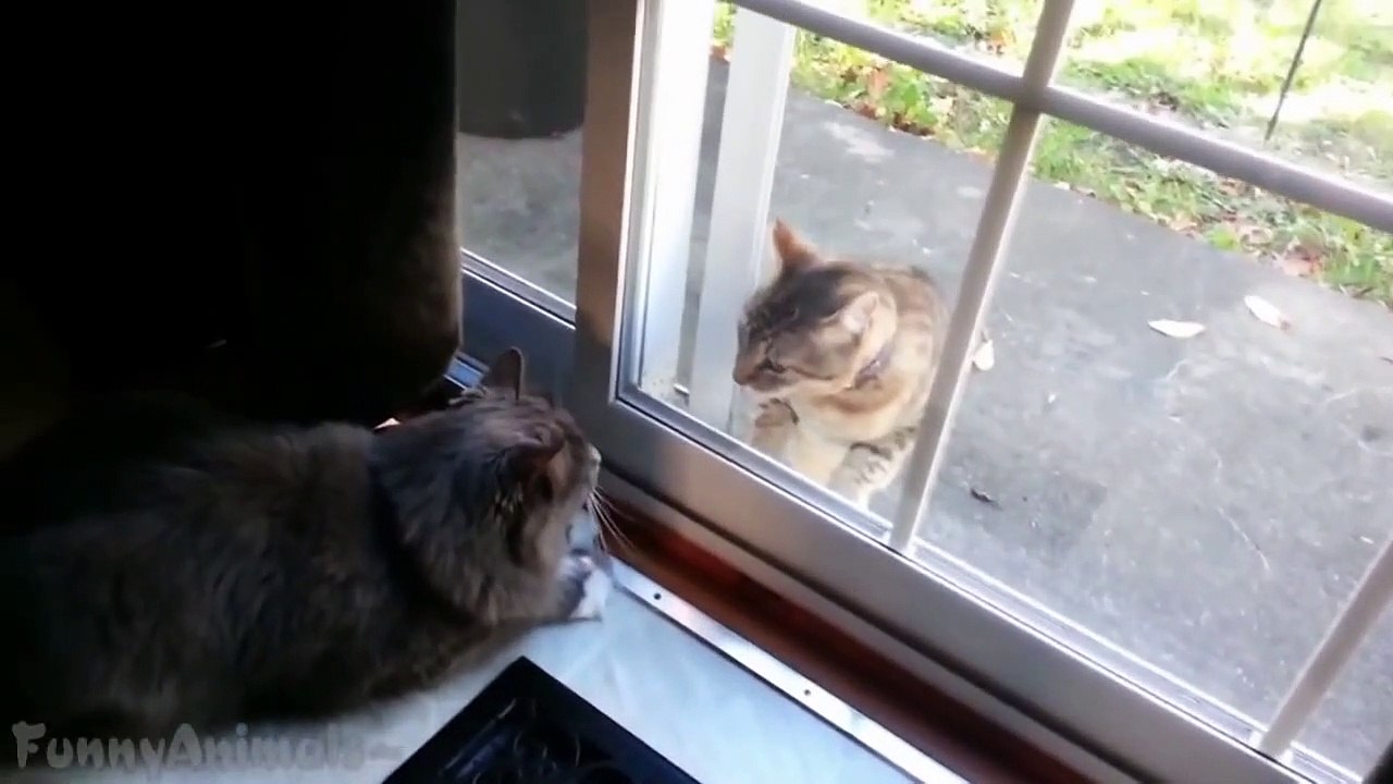 Funny Cats Fighting Through Glass