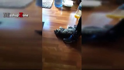 Top 10 Funny Cat Videos - Funny Cats 2017