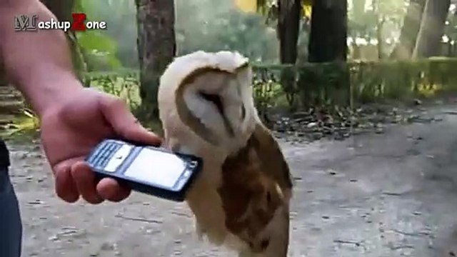 Owl - A Funny Owls And Cute Owls Compilation NEW