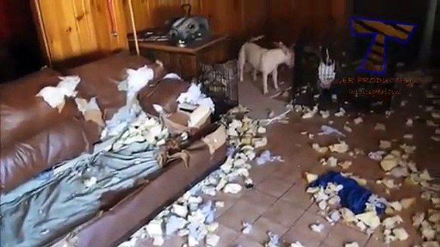 Funny dogs annoying owners - Cute dog compilation