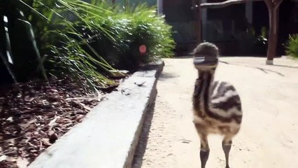 Cutest Emu Chicks chasing after camera