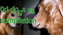 Cats and dogs vs mirror - Funny and cute animal compilation