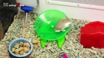 Hamsters - A Cute Hamster And Funny Hamster Videos Compilation   NEW HD