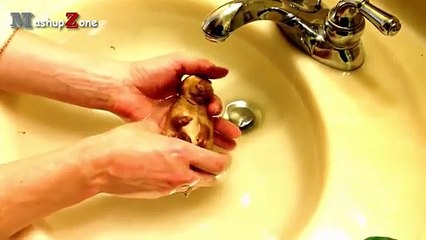 Rabbit - A Funny And Cute Bunny Videos Compilation   NEW HD