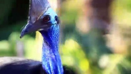 Troppo the Cassowary arrives at Symbio Wildlife Park