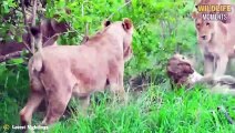 Evil Lion Bullies Leopard & 45 Brutal Moments Lion Attack Leopard