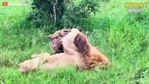 Epic Moments Lions Vs Other Predators Caught On Camera - Wildlife Moments