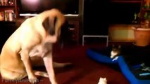 Funny Cats Stealing Dog Beds - Best Cats Videos