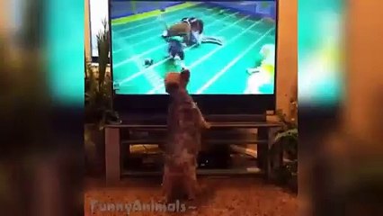 Funniest Dog Vines Compilation