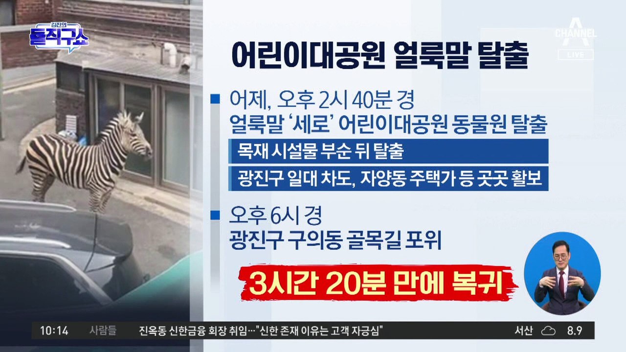 [핫플]동물원 탈출한 얼룩말, 대낮 서울 도심 질주