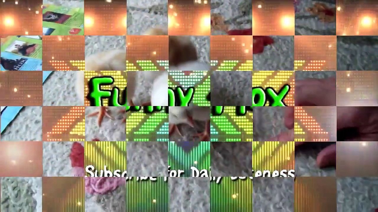 Funny Babies Laughing At Dogs   Funny Videos Animals And Babies   Funny Baby Chicks Playing