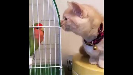 Funny Cat stupid thoughts great