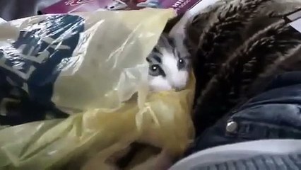 Best Funny Cats Fails Compilation   Funny Cat Videos 2014