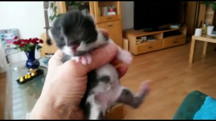 newborn cat very funny little baby cat beautyful video compilations 2015