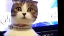 Funny Cat Videos   Cat surprised   Best Funny Cats Videos 2015