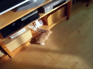 Смешные коты 20  Funny Cat Fails 2014 20