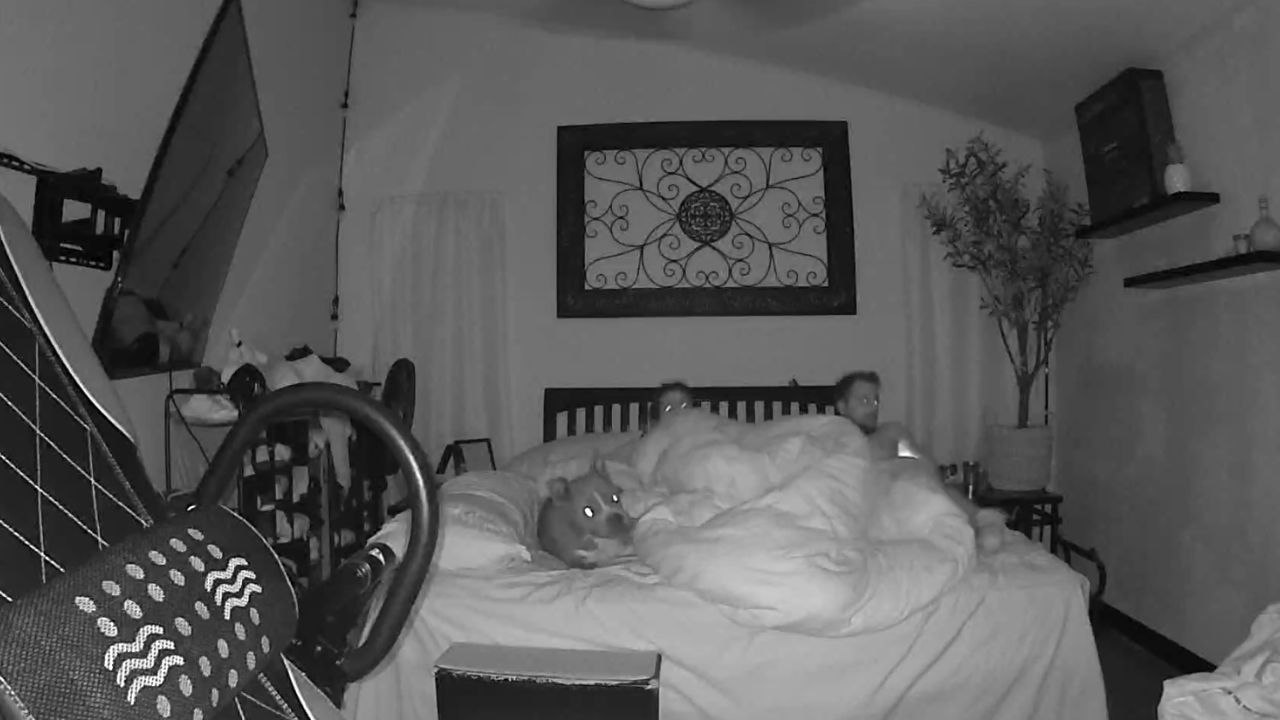 Poor dog trying to sleep with owners falls off bed in a dROLLing