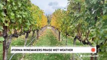 Experts say continuous storms are good for the grapes in the Golden State