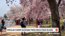 Cherry blossom fever hits the nation's capital as famous trees reach peak bloom