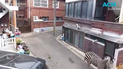 Seoul zoo escape: Zebra enjoys a few hours window shopping in the CBD