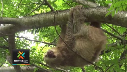 tn7-Indigente-trató-de-vender-perezoso,-pero-no-pudo-y-lo-abandonó-en-Desamparados-230323