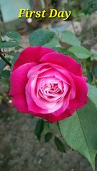 Color changing Rose