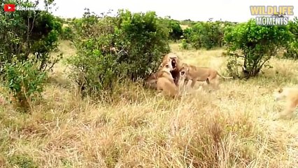 45 Incredible Moments Big Cat Fights For Life - Wildlife Moments