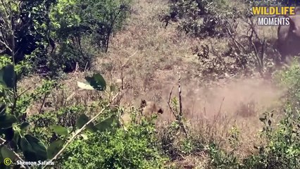 45 Craziest Moments Lions Messed With The Wrong Animal @swagwildlifemoments