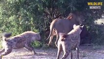45 Craziest Moments Hyena Bully Injured Lion - Wildlife Moments