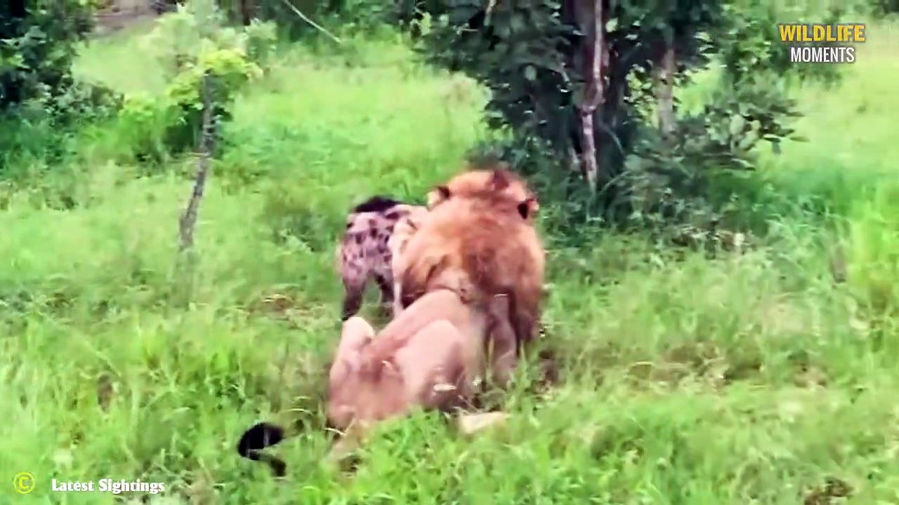 45 Brutal Moments Lion Kidnap And Eat Leopard Cub, Hyena Cub @swagwildlifemoments