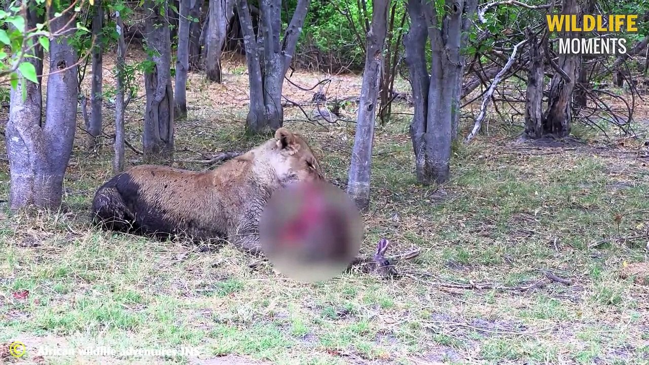 45 Best Epic Moments Lion Hunting Their Prey 20...