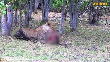 45 Best Epic Moments Lion Hunting Their Prey 2022 @swagwildlifemoments