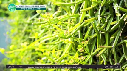 [#행복한아침] 체지방 감소에 도움을 주는 이것! '시서스 차' 마시고 다이어트 고민 해결하기