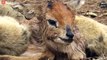 7 Brutal Moments Lions Hunting Baby Animals Give You Nightmare   Wild Animal Wolrd