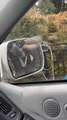 Bird Attacks Its Reflection in Car's Side-View Mirror