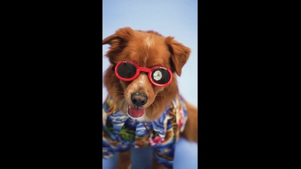 Cute Doggie Compilation That Will Make You Smile!