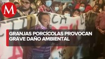 Se manifiestan en contra de una granja porcícola que provoca la contaminación del agua; Yucatán