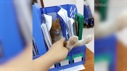 Top New Funniest Comedy Video  Most Watch Viral Funny Video 2023