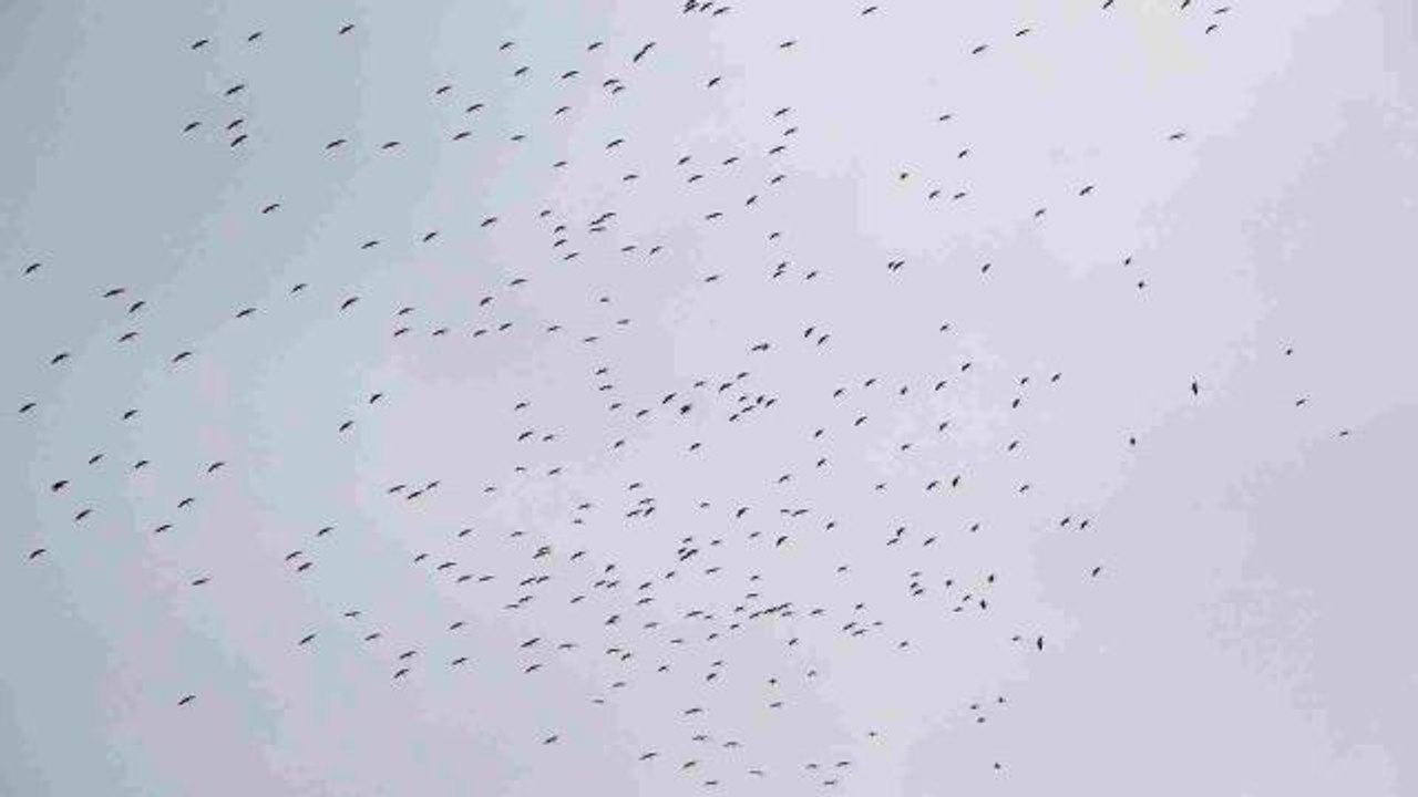 İstanbul'a gelen leylek sürüsü Taksim Meydanı semalarında görsel şölen oluşturdu