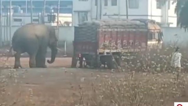 ঝাড়গ্রাম:রেশনের চাল বোঝাই লরি আটকালো দাঁতাল!তারপর...