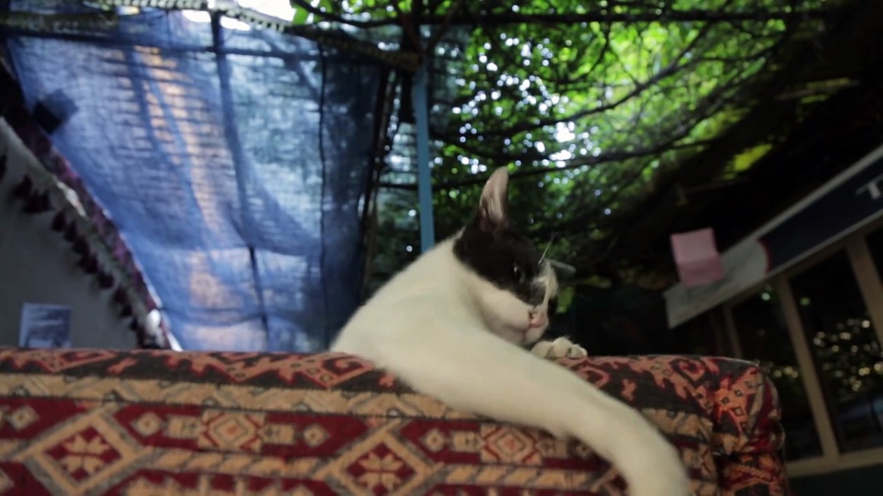 Bande-annonce KEDI DES CHATS ET DES HOMMES, en salles le 27 décembre 2017