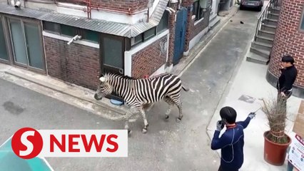 Escaped zebra returned to South Korea zoo