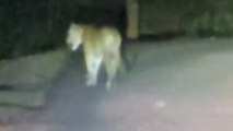 सोहागपुर: राहगिरों को सड़क पर घूमता दिखा बाघ,वीडियो हुआ वायरल